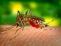 post_big/komar-virus-zika.jpg