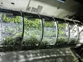 Надувная теплица NASA позволит прокормить людей на Марсе