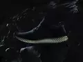 Adidas показала первые серийные кроссовки, напечатанные на 3D-принтере