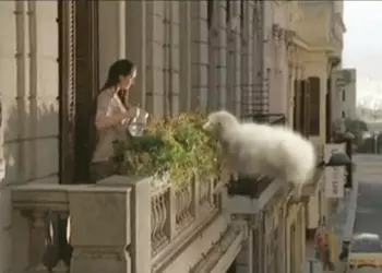 Чай с Бергамотом: реклама Windows Phone 7, ноутбуков Samsung, пива Stella Artois и другие странные ролики