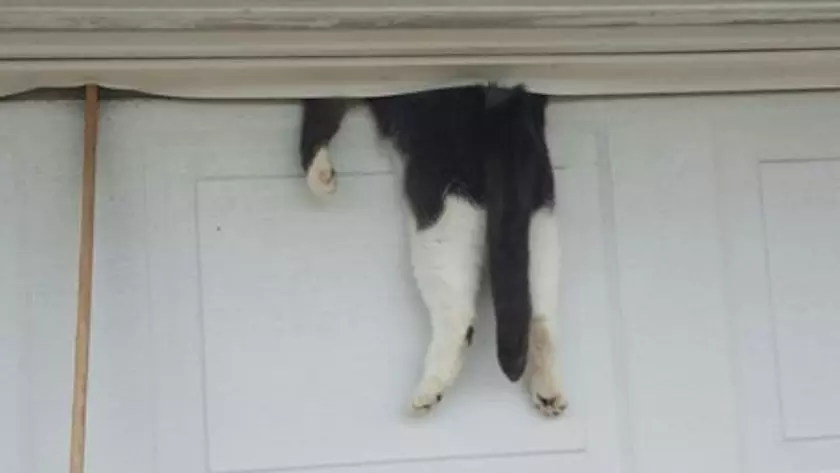 Microsoft придумала умную дверь, которая распознает и впускает животных