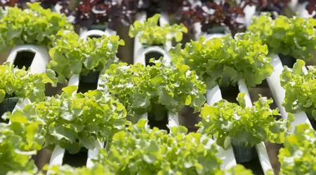 Crypto-currency farm helps grow vegetables