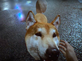 В Ghostwire: Tokyo игроки могут кормить собак. За это дается внутриигровая валюта и секретные предметы