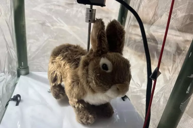 Robotic rabbits vs. pythons: an unusual ...