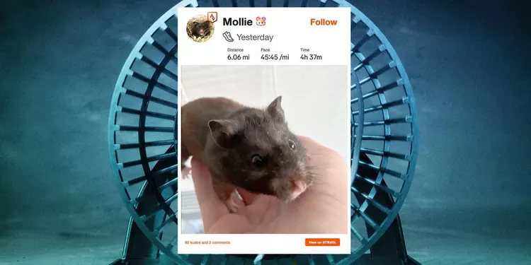 Mollie le hamster parcourt 10 km ...