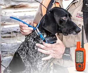 Garmin Astro 430/T 5 Dog Tracking Bundle