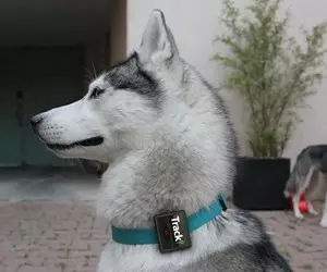 Tracki 2020 Model Mini Real time GPS Tracker