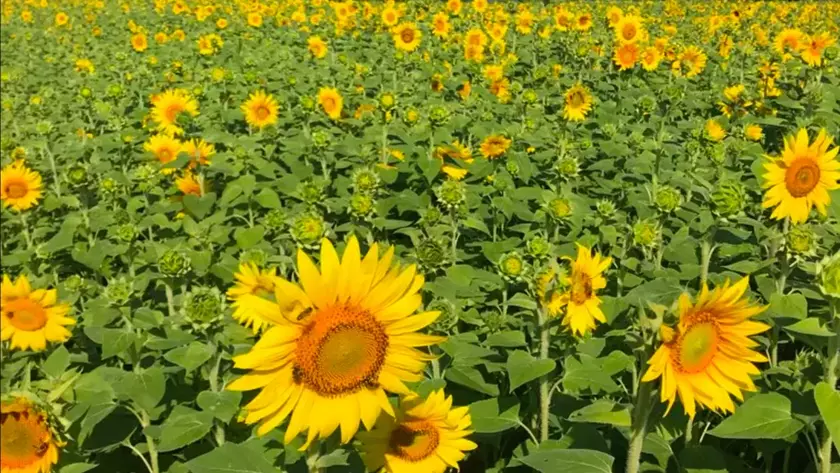 В сети показали на видео вблизи, как растения "дышат"