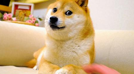 Kabosu, le chien du mème Doge, est mort dans sa 18ème année.