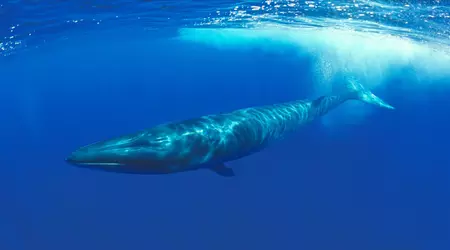 Japan allows hunting endangered finfish