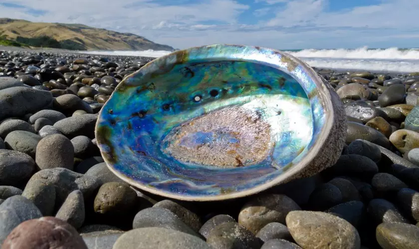 Структура морских раковин может стать основой небьющегося стекла для смартфонов