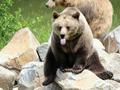 Япония внедрит системы с ИИ для отслеживания медведей
