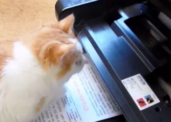 Лучший принтер для дома и школы