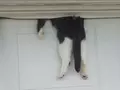 post_big/cat-door.jpg
