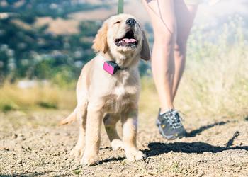 Best GPS Tracker for Dogs
