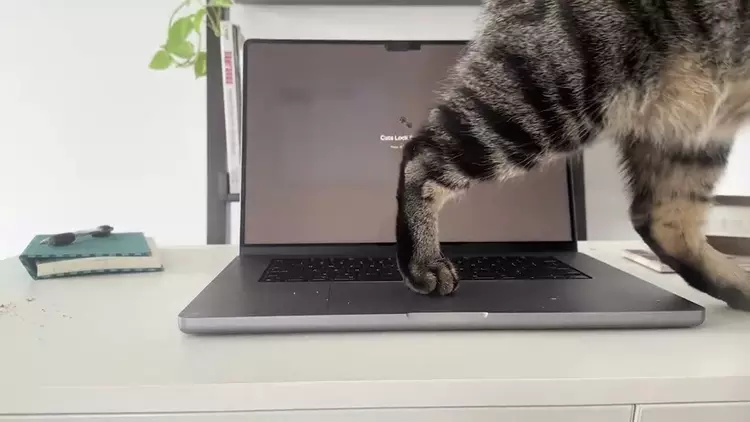 Cats Lock : l'application macOS à ...