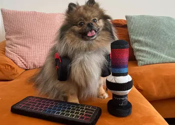 HyperX представила игровые аксессуары… для домашних животных