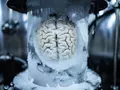 Крионика для начинающих: как заморозить мозг и не превратить его в кашу