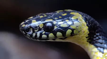 Scientists film rare wolf snake in Tibet