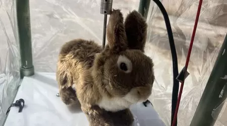 Robotic rabbits vs. pythons: an unusual experiment in Florida