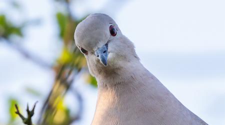 The main threat to satellite internet is pigeons