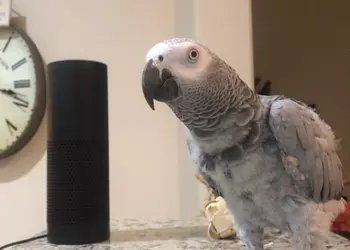 Alexa научилась отправлять СМС-сообщения 