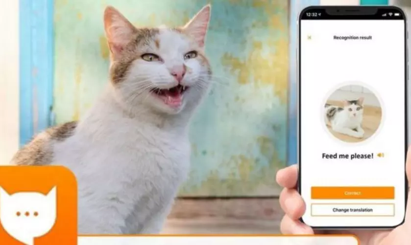 MeowTalk: бывший разработчик Alexa представил приложение для перевода кошачьего мяуканья