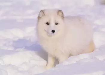 Железный песец-2017: худшие гаджеты уходящего года