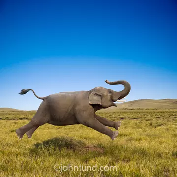 Infantilniy Elephant