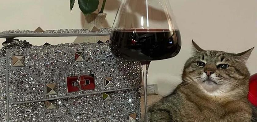 Харьковский кот Степан собрал $10 000 финансовой помощи животным в Украине