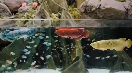 This $5,000 robotic fish looks like an arowana — and never needs feeding