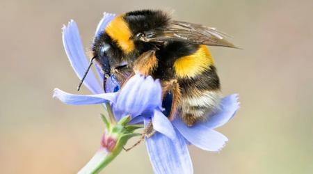 Los investigadores descubren el principal factor del declive de los abejorros