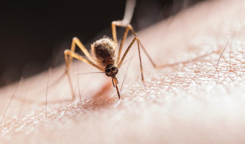 10 лучших гаджетов для борьбы с комарами