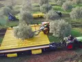 post_big/olive-harvester.jpg