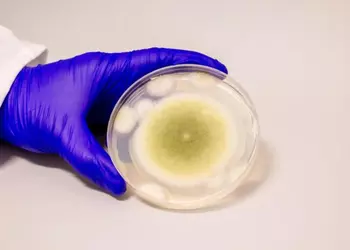 Грибок, который обвиняли в загадочных смертях археологов, неожиданно оказался лекарством от лейкемии