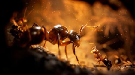 Werden Sie der 103. 683.! Das Veröffentlichungsdatum von Empire of the Ants, einem ultra-realistischen Strategiespiel in einer ungewöhnlichen Umgebung, wurde bekannt gegeben