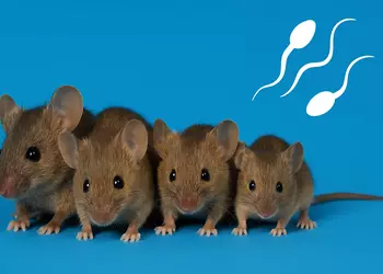 Мыши без мамы: ученые вырастили здоровых мышат из двух сперматозоидов