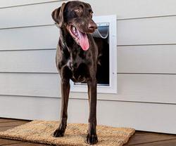 PetSafe New Wall Entry Dog and Cat Door