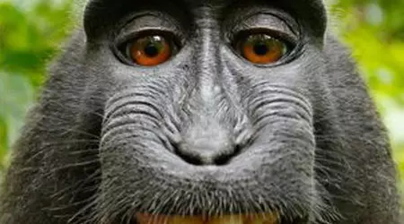 Scientists have restored vision to a monkey using human stem cells