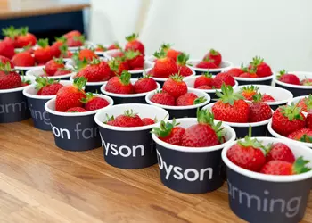 Колонка редактора: клубника, пылесосы и британский сюр - как Dyson превратил ферму в лабораторию будущего