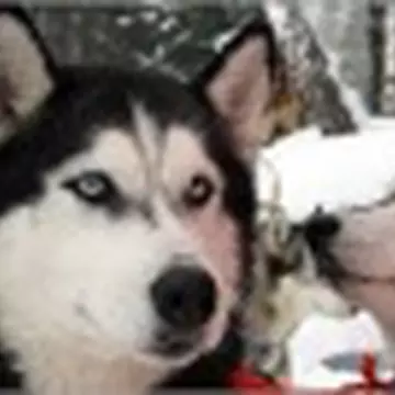 Тагир Садыков