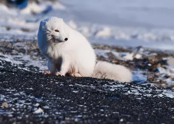 Железный песец 2018: гаджеты, которые мы хотим «развидеть»