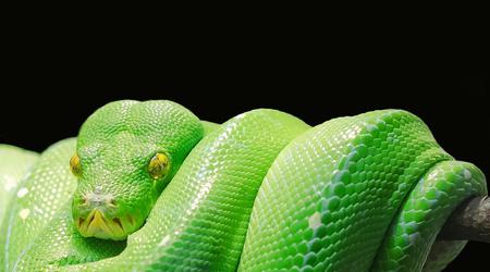 Die schuppige Natur der Schlangenhaut wird die Grundlage für flexible Batterien bilden