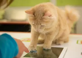 Экран нового iPad получит поддержку лап и когтей