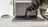 Кот на ноутбуке больше не проблема — для Mac доступно приложение Cats Lock