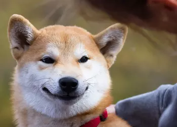 Binance бесплатно раздаст 45 000 Shiba Inu новым пользователям