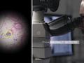 post_big/google-smart-ar-microscope-m.jpg