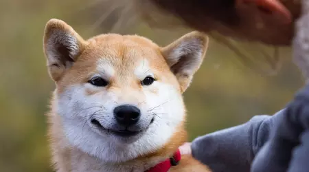 Binance безкоштовно роздасть 45 000 Shiba Inu новим користувачам