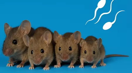 Mice without a mother: scientists have grown healthy mice from two spermatozoa