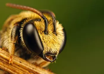 Les abeilles empêchent Meta de construire ...